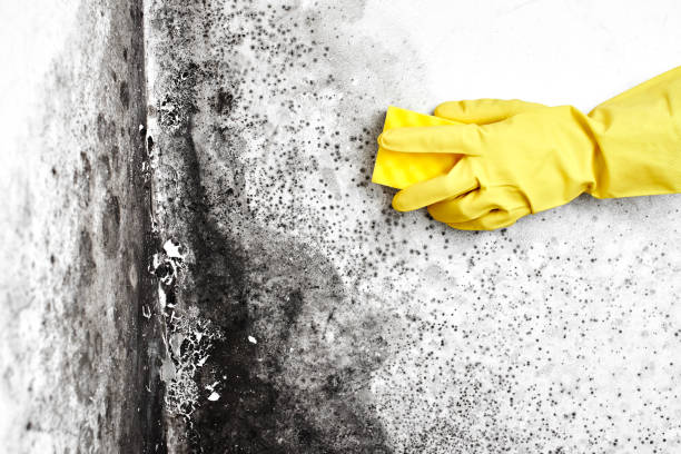 Best Mold Remediation Services  in Cherryville, NC