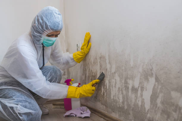 Best Attic Mold Removal  in Cherryville, NC